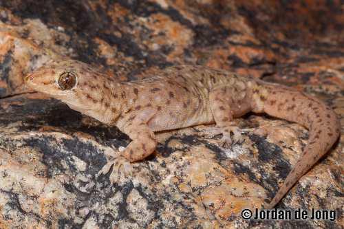 Moritz's dtella (Gehyra moritzi)