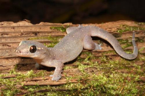 skin-shedding dtella (Gehyra mutilata)