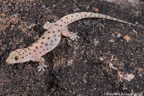 northern spotted rock dtella (Gehyra nana)