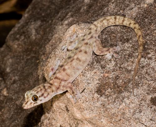 Kimberley Plateau dtella (Gehyra occidentalis)