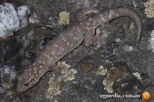 Arnhemland watercourse dtella (Gehyra pamela)