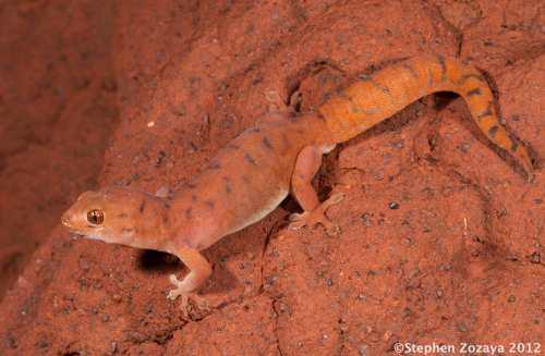 Pilbara dtella (Gehyra pilbara)