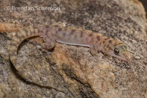 Northern Kimberley gecko (Gehyra pluraporosa)