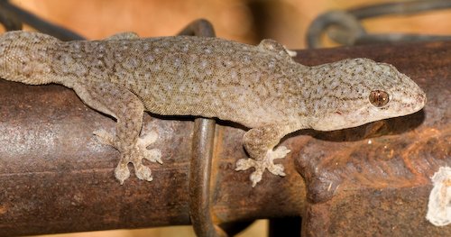 purplish dtella (Gehyra purpurascens)
