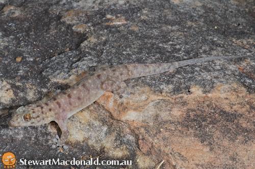 small wedge-toed gecko (Gehyra spheniscus)