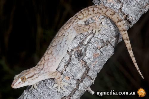 eastern tree dtella (Gehyra versicolor)