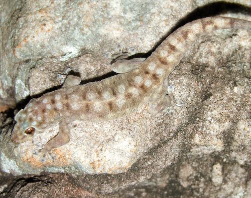 crocodile-faced dtella (Gehyra xenopus)