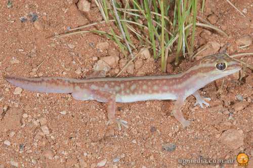 sand-plain gecko (Lucasium stenodactylus)