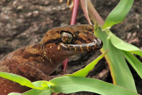 pelagic gecko (Nactus pelagicus)