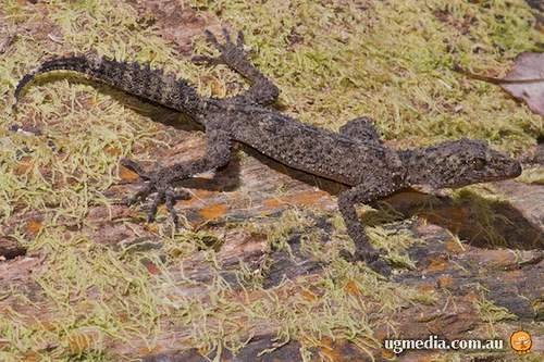 peppered-belly broad-tailed gecko (Phyllurus nepthys)