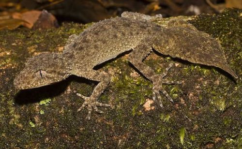 broad-tailed gecko (Phyllurus platurus)