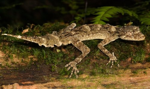 Moritz's leaf-tailed gecko (Saltuarius moritzi)