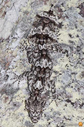 rough-throated leaf-tailed gecko (Saltuarius salebrosus)