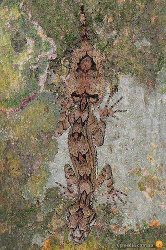 southern leaf-tailed gecko (Saltuarius swaini)