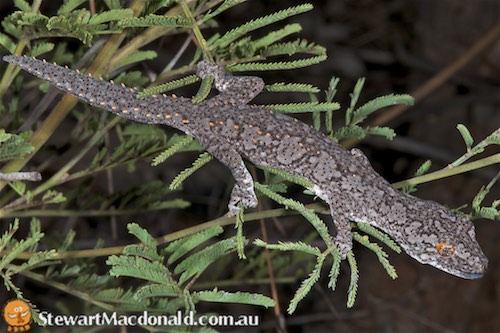 southern spiny-tailed gecko (Strophurus intermedius)