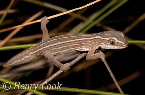 robust striped gecko (Strophurus michaelseni)