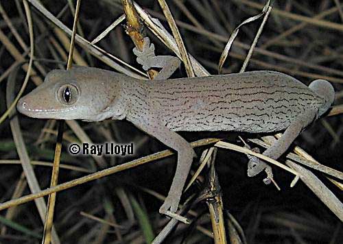 Robinson's spiny-tailed gecko (Strophurus robinsoni)