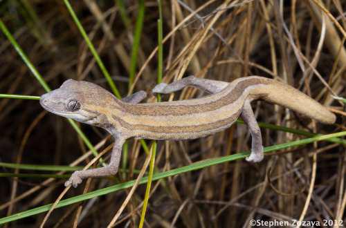 phasmid striped gecko (Strophurus taeniatus)