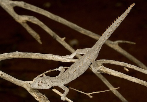 Western Shield spiny-tailed gecko (Strophurus wellingtonae)