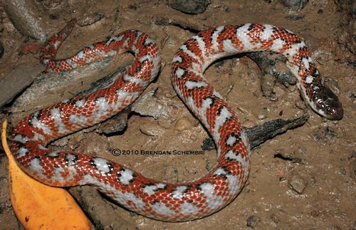 white-bellied mangrove snake (Fordonia leucobalia)