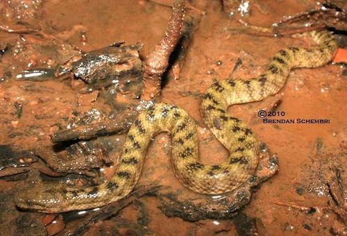 Richardson's mangrove snake (Myron richardsonii)