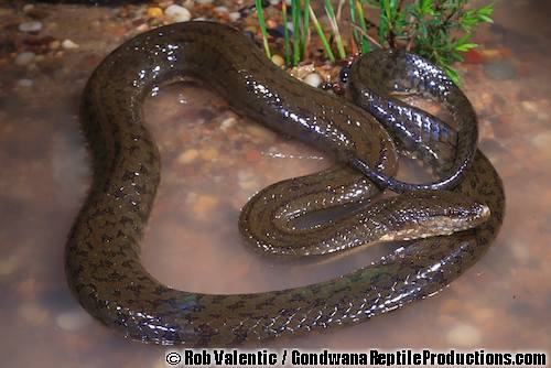 Macleay's water snake (Enhydris polylepis)