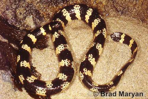 turtle-headed sea snake (Emydocephalus annulatus)