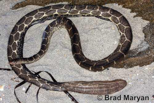 geometrical sea snake (Hydrophis czeblukovi)