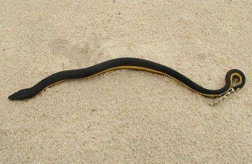 yellow-bellied sea snake (Pelamis platurus)