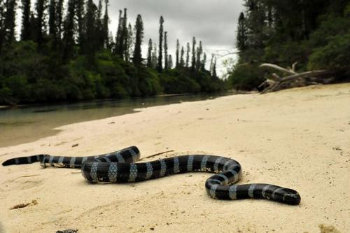 large-scaled sea krait (Laticauda laticaudata)