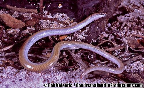 eared worm-lizard (Aprasia aurita)