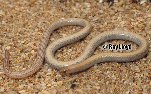 Shark Bay worm-lizard (Aprasia haroldi)