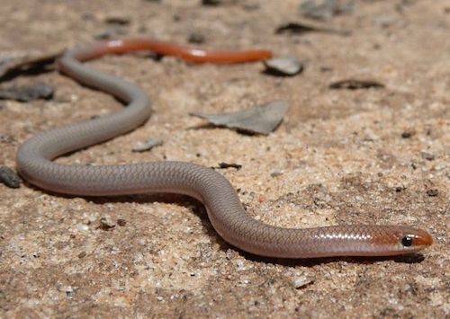 red-tailed worm-lizard (Aprasia inaurita)