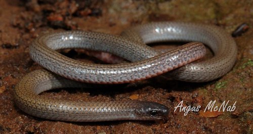 pink-tailed worm-lizard (Aprasia parapulchella)