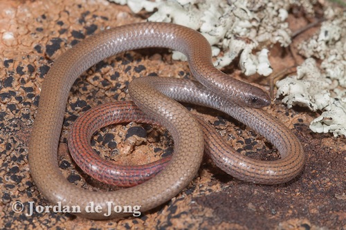 Flinders worm-lizard (Aprasia pseudopulchella)