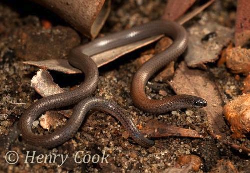 granite worm-lizard (Aprasia pulchella)