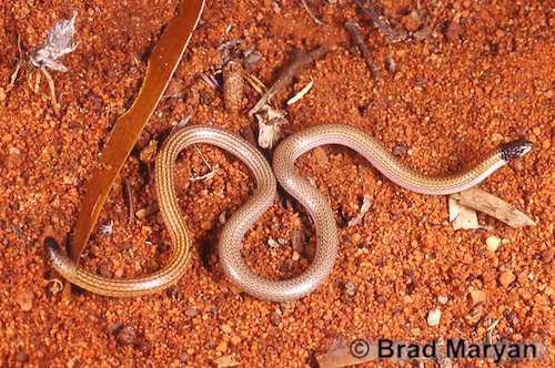 black-tipped worm-lizard (Aprasia smithi)