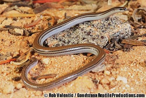lined worm-lizard (Aprasia striolata)