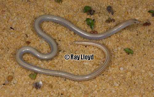 Wicherina worm lizard (Aprasia wicherina)