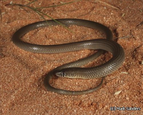 unbanded delma (Delma butleri)