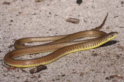 side-barred delma (Delma grayii)