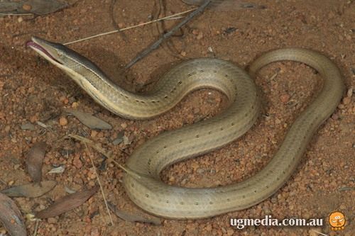 Burton's legless lizard (Lialis burtonis)