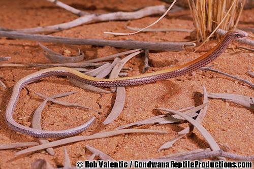 bronzeback (Ophidiocephalus taeniatus)