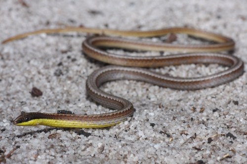keeled legless lizard (Pletholax gracilis)