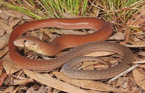 common scaly-foot (Pygopus lepidopodus)