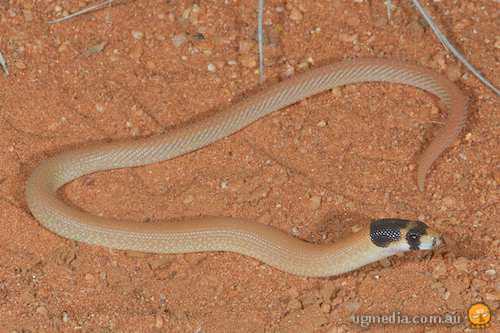 western hooded scaly-foot (Pygopus nigriceps)