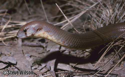 Roberts' scaly-foot (Pygopus robertsi)