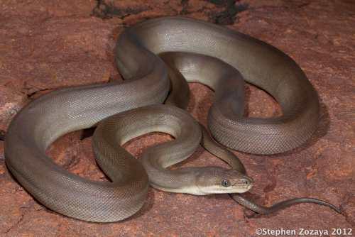 olive python (Liasis olivaceus)