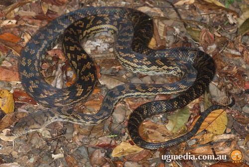 scrub python (Morelia kinghorni)