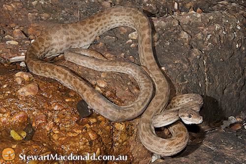 Oenpelli python (Morelia oenpelliensis)